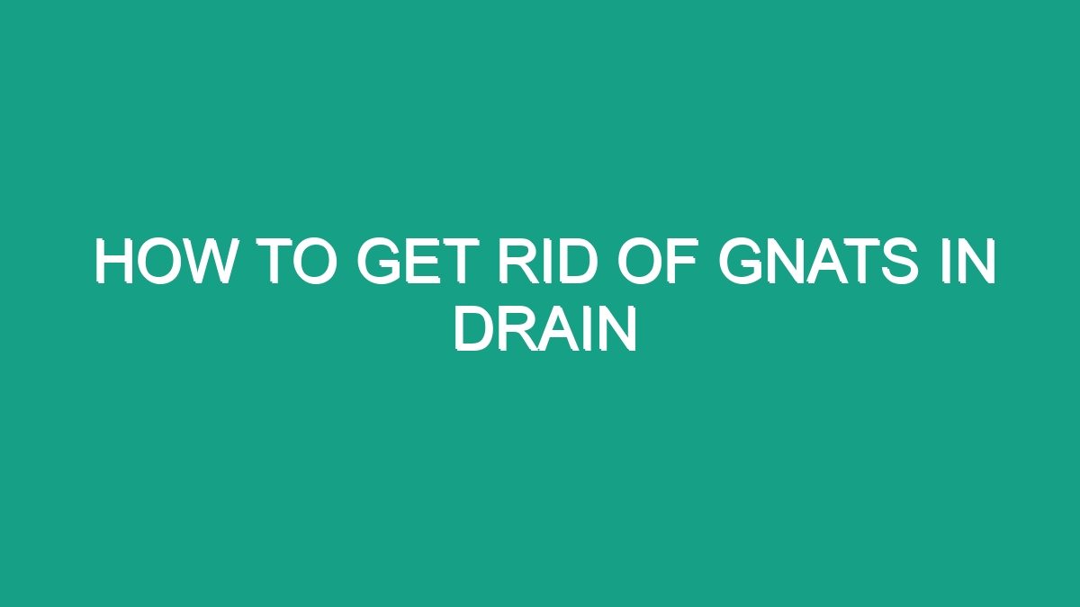 How To Get Rid Of Gnats In Drain 32278 