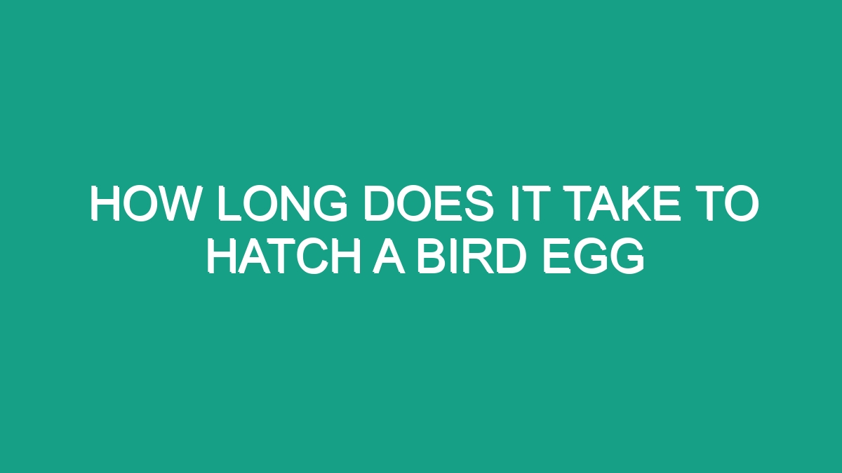 How Long Does It Take To Hatch A Bird Egg - Android62